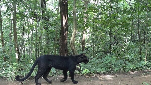 Camera Trap Captures Rare Black Leopard In Odisha Forest - Sputnik India