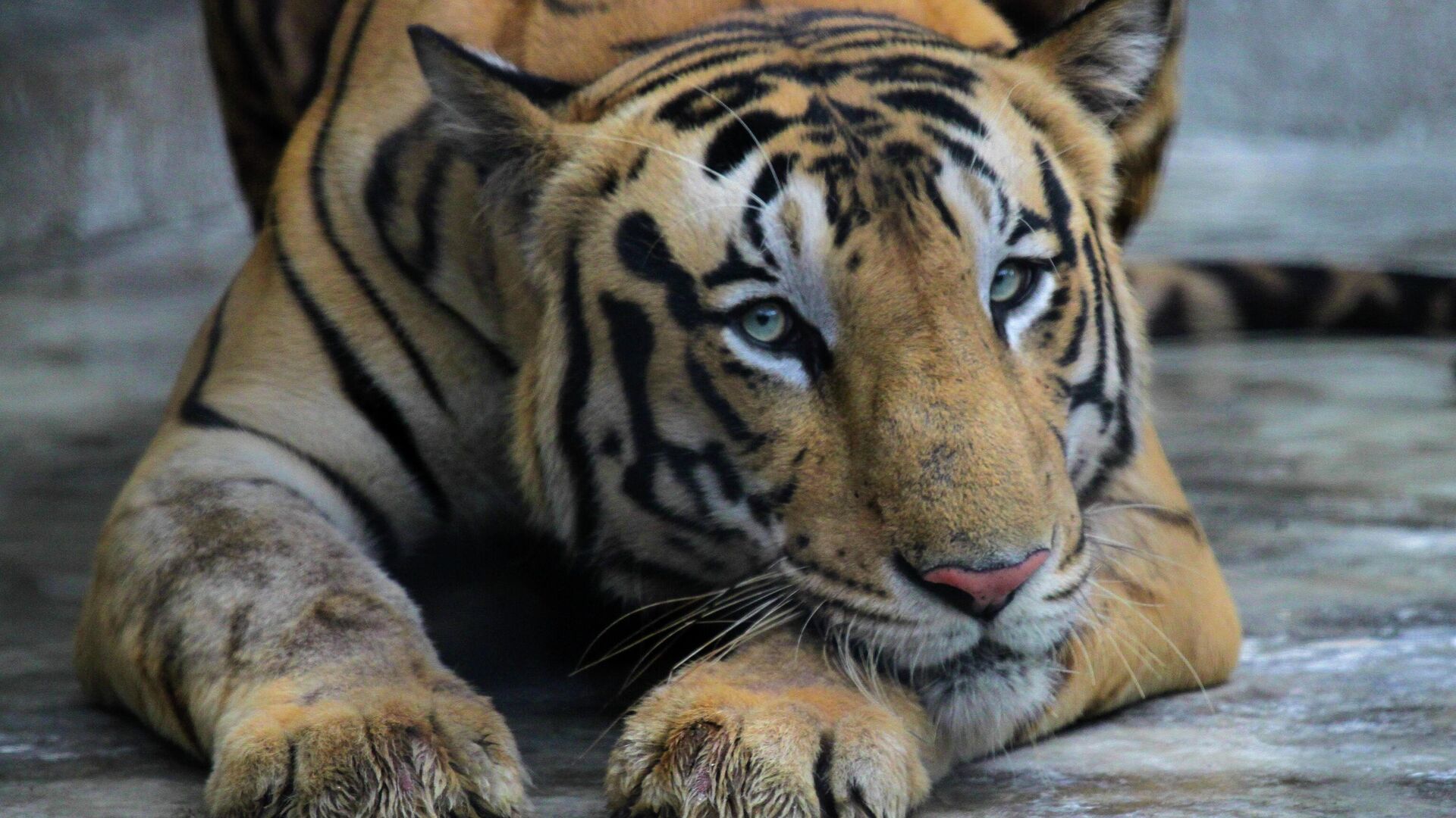 A Royal Bengal tiger rests at its enclosure at the Alipore zoo in Kolkata, India, Monday, July 29, 2019. - Sputnik भारत, 1920, 26.12.2023