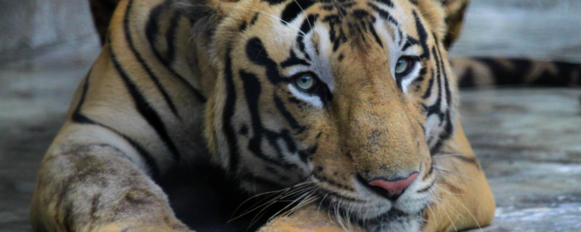 A Royal Bengal tiger rests at its enclosure at the Alipore zoo in Kolkata, India, Monday, July 29, 2019. - Sputnik भारत, 1920, 21.07.2026