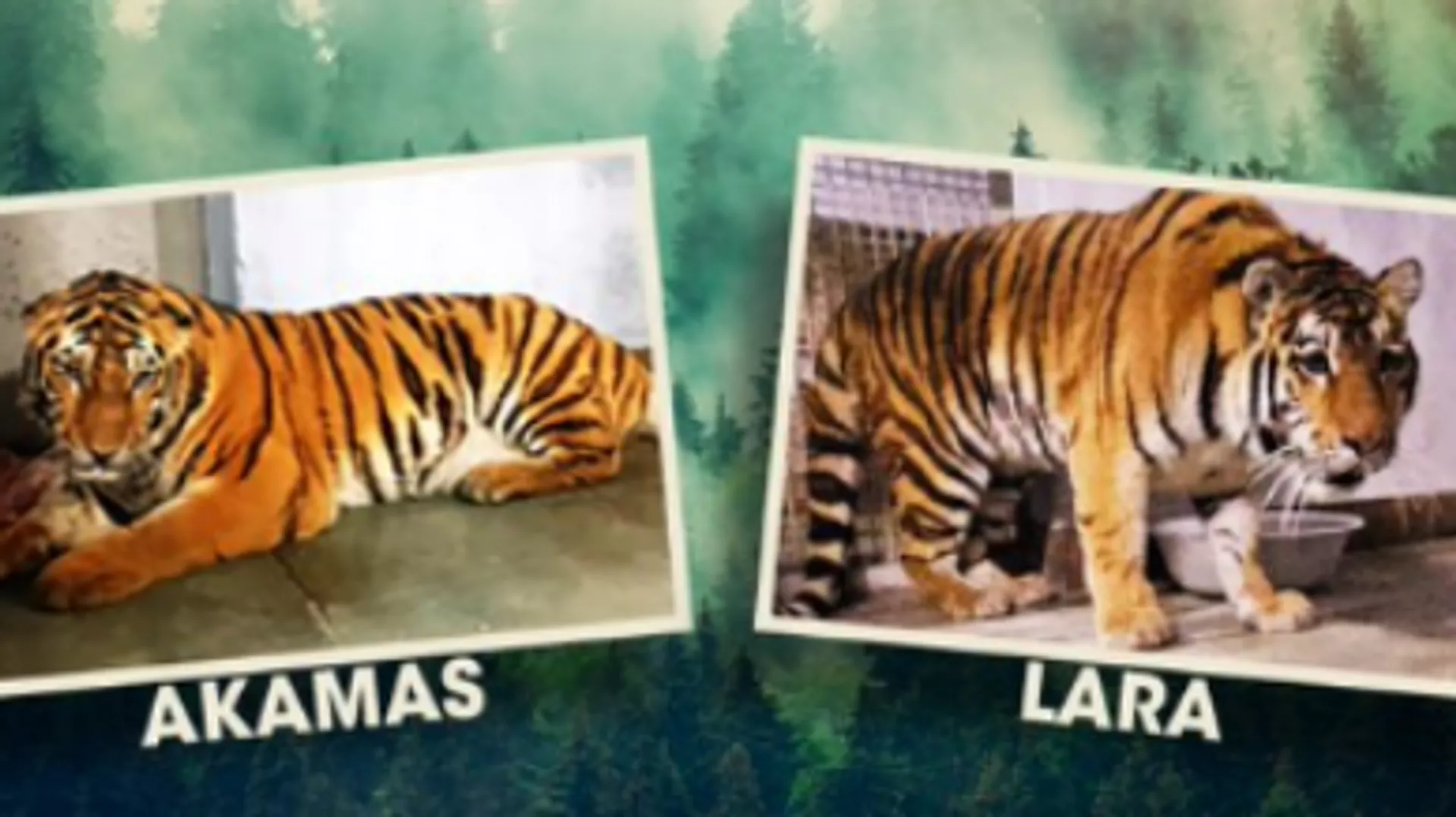 Siberian tigers Lara and Akamas
