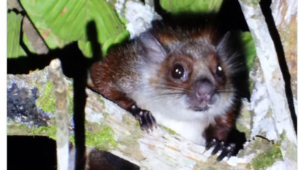 Namdapha Flying Squirrel Rediscovered in Arunachal Pradesh - Sputnik India