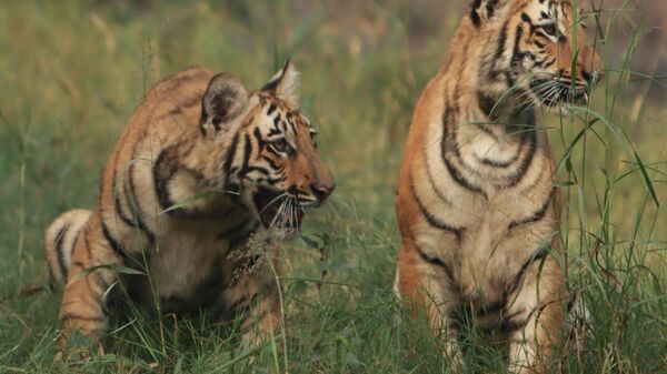 Delhi Zoo Unveils Twin Royal Bengal Tiger Cubs 'Dhatri', 'Dhairya' for Visitors - Sputnik India