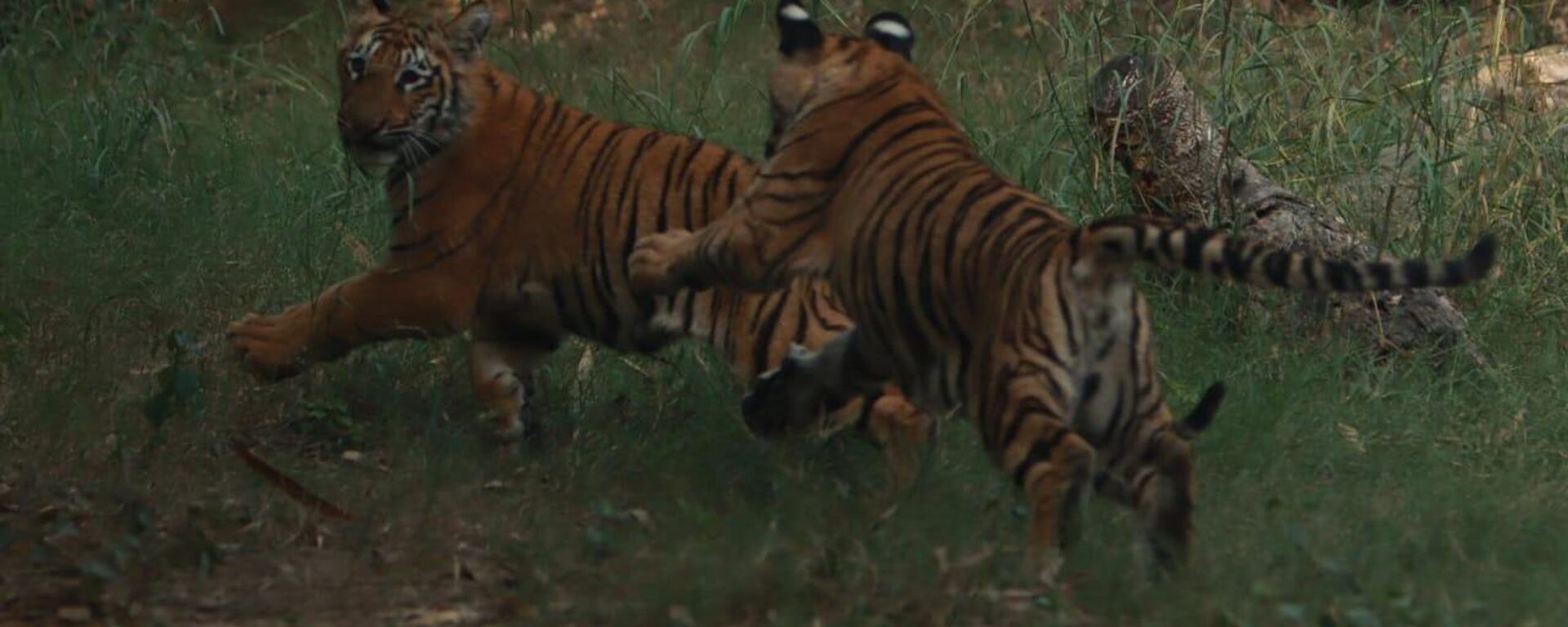 Delhi Zoo Unveils Twin Royal Bengal Tiger Cubs 'Dhatri', 'Dhairya' for Visitors - Sputnik India, 1920, 10.01.2024