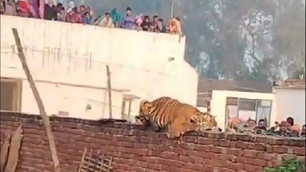 Sleeping Tiger on Wall Sparks Panic, Keeps Villagers Awake all Night - Sputnik India