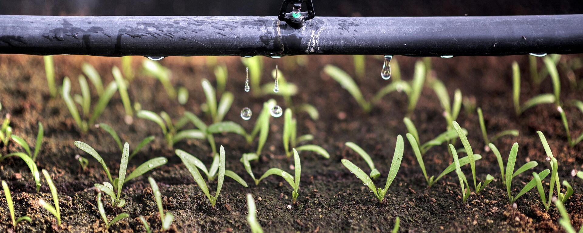 Seedlings are seen in Neighbour Roots hydroponic greenhouse on the rooftop of Morningside Mall, in Johannesburg, on April 21, 2023. - Sputnik India, 1920, 26.12.2023