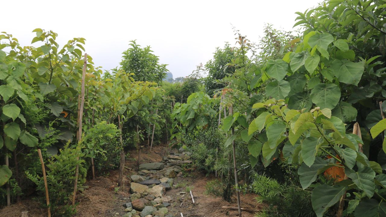 Lucknow Launches Fourth Urban Reforestation Project Using 'Miyawaki ... - High-Rise Urban Reforestation Projects