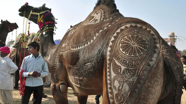 A camel waits to participate in the camel haircut competition at the annual camel festival in Bikaner, India, Sunday, Jan. 8, 2012.  - Sputnik India