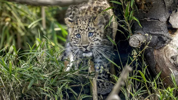 Chilka, a four months Amur Leopard, walks around its enclosure at the 'Parc de la Tete d'Or' park in Lyon, on December 27, 2013. - Sputnik भारत