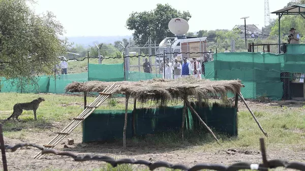 This handout photograph provided by the Press Information Bureau shows Indian Prime Minister Narendra Modi watching a cheetah after it was released in an enclosure at Kuno National Park, in the central Indian state of Madhya Pradesh, Saturday, Sept. 17, 2022. - Sputnik भारत