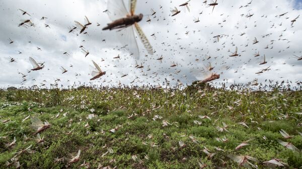 Desert locusts have swarmed into Kenya by the hundreds of millions from Somalia and Ethiopia, countries that haven't seen such numbers in a quarter-century, destroying farmland and threatening an already vulnerable region - Sputnik भारत