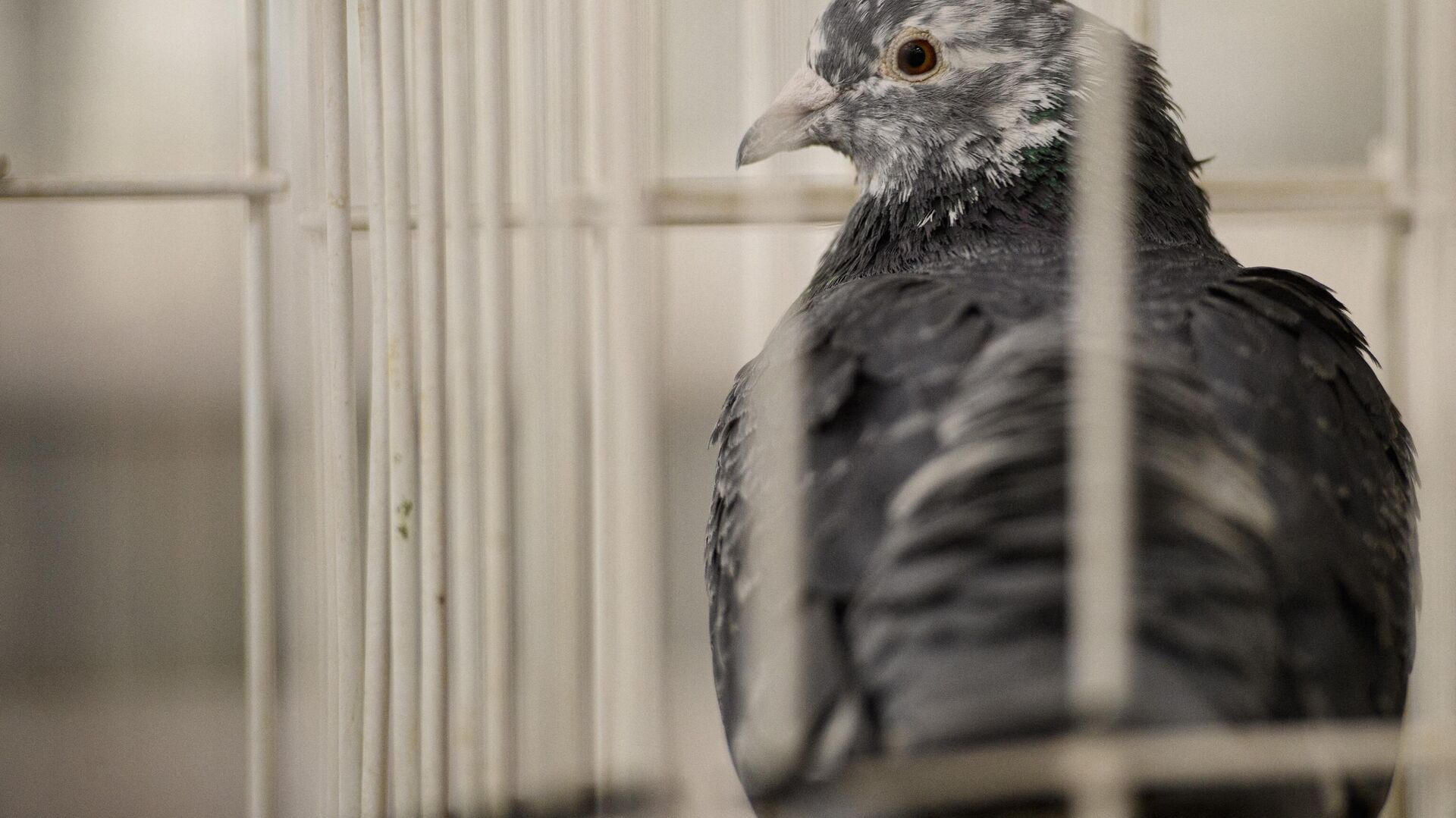A pigeon waits in its cage during the 50th anniversary edition of the annual British Homing World 'Show of the Year' held in the Winter Gardens in Blackpool, north west England on January 14, 2022. - Sputnik भारत, 1920, 02.02.2024