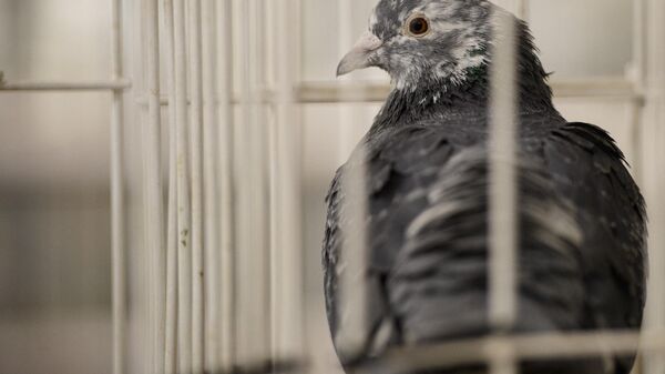 A pigeon waits in its cage during the 50th anniversary edition of the annual British Homing World 'Show of the Year' held in the Winter Gardens in Blackpool, north west England on January 14, 2022. - Sputnik भारत