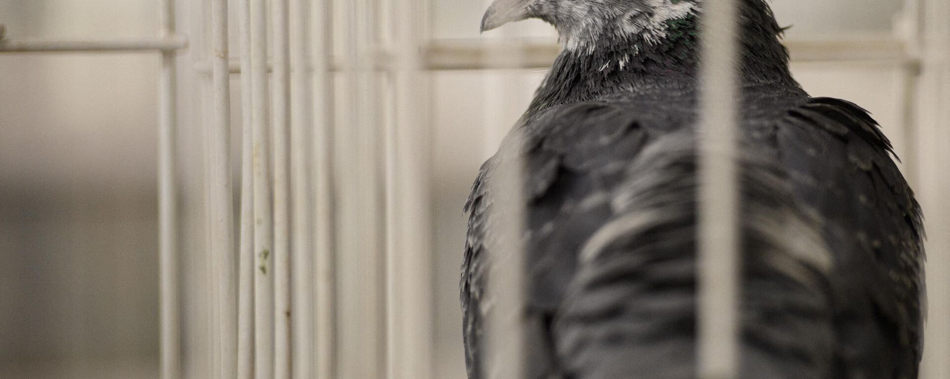 A pigeon waits in its cage during the 50th anniversary edition of the annual British Homing World 'Show of the Year' held in the Winter Gardens in Blackpool, north west England on January 14, 2022. - Sputnik भारत, 1920, 02.02.2024