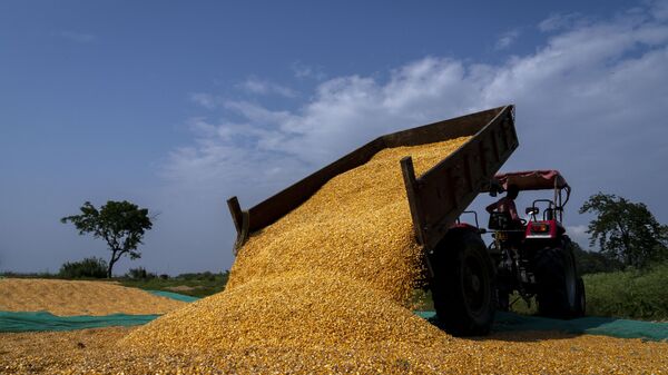 A farmer unloads maize seeds to dry near a paddy field on the outskirts of Gauhati, India, Monday, May 23, 2022.  - Sputnik India