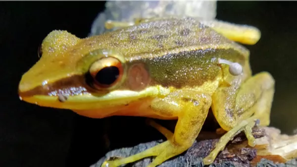 Frog with Mushroom Growing on Its Body in India Baffles Scientists - Sputnik भारत