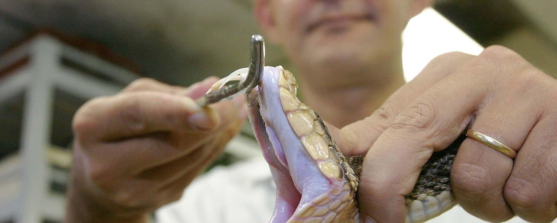 Biologist Rodrigo Aymerich prepares a Velvet Killer (Bothrops asper) to extract its venom at Clodomiro Picado Institute in Coronado. - Sputnik भारत, 1920, 23.02.2024
