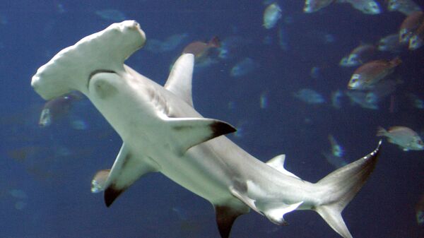 An Oct. 27, 2005 file photo shows a hammerhead shark in a large tank at the Georgia Aquarium, in Atlanta. A U.S.-backed proposal to protect the heavily fished hammerhead sharks was narrowly rejected Tuesday, March 23, 2010, over concerns by Asia nations that regulating the booming trade in shark fins could hurt poor nations.   - Sputnik India