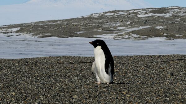 Пингвин Адели рядом с исследовательской станцией New Harbor в Антарктике - Sputnik India