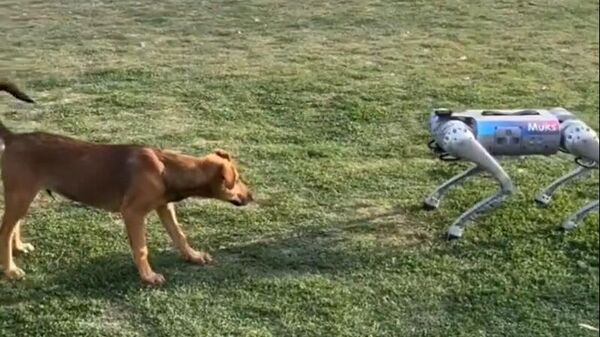 Heartwarming Video of Robot Dog Falling for Real Dog While Playing Goes Viral - Sputnik India