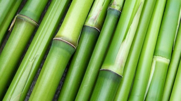 Bamboo sticks - Sputnik भारत
