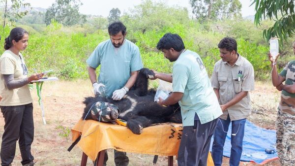 Sloth Bear Conservation in India Gains Momentum With Latest Tracking Technology - Sputnik India