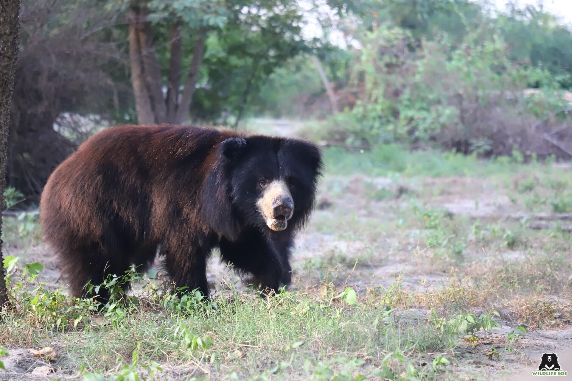 Sloth Bear Conservation in India Gains Momentum With Latest Tracking Technology - Sputnik India, 1920, 03.04.2024