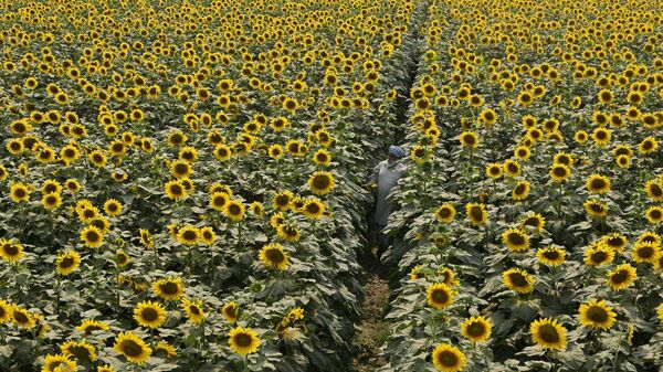 A farmer inspects his sunflower crop at Baba Sheikh Fateh village, near Amritsar, India, Tuesday, May 13, 2008. Sunflower is one of the important oil seed crops in India. - Sputnik India