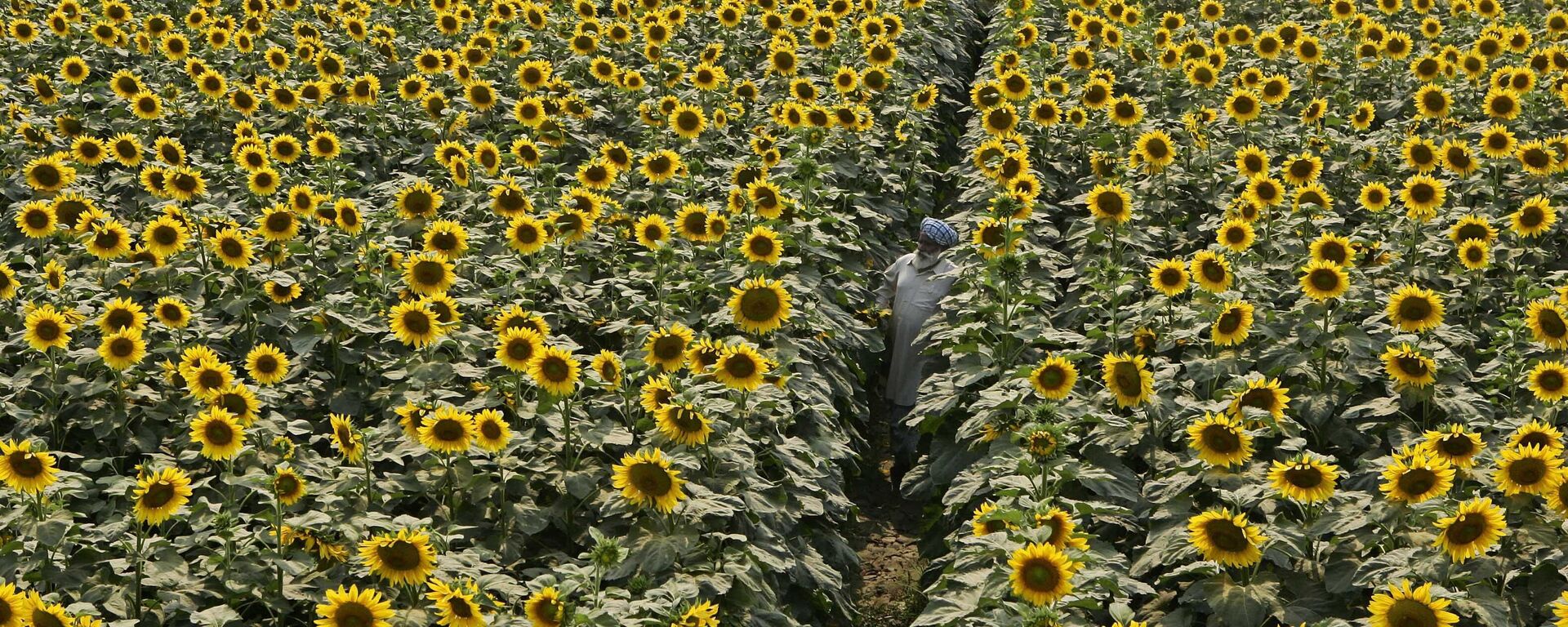A farmer inspects his sunflower crop at Baba Sheikh Fateh village, near Amritsar, India, Tuesday, May 13, 2008. Sunflower is one of the important oil seed crops in India. - Sputnik India, 1920, 04.04.2024