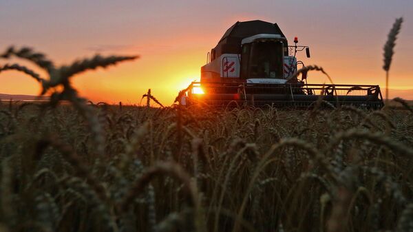 Wheat harvesting in the Krasnoyarsk Territory - Sputnik India