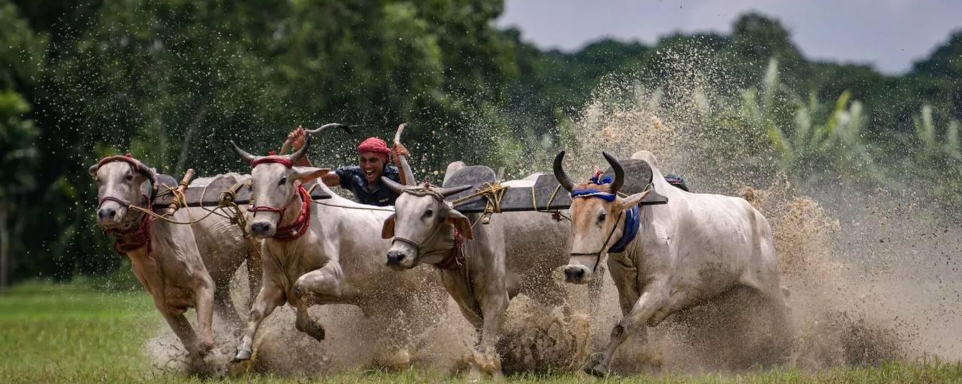 Cattle race in Rural Bengal - Sputnik India, 1920, 10.03.2025