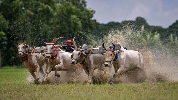 Cattle race in Rural Bengal - Sputnik India