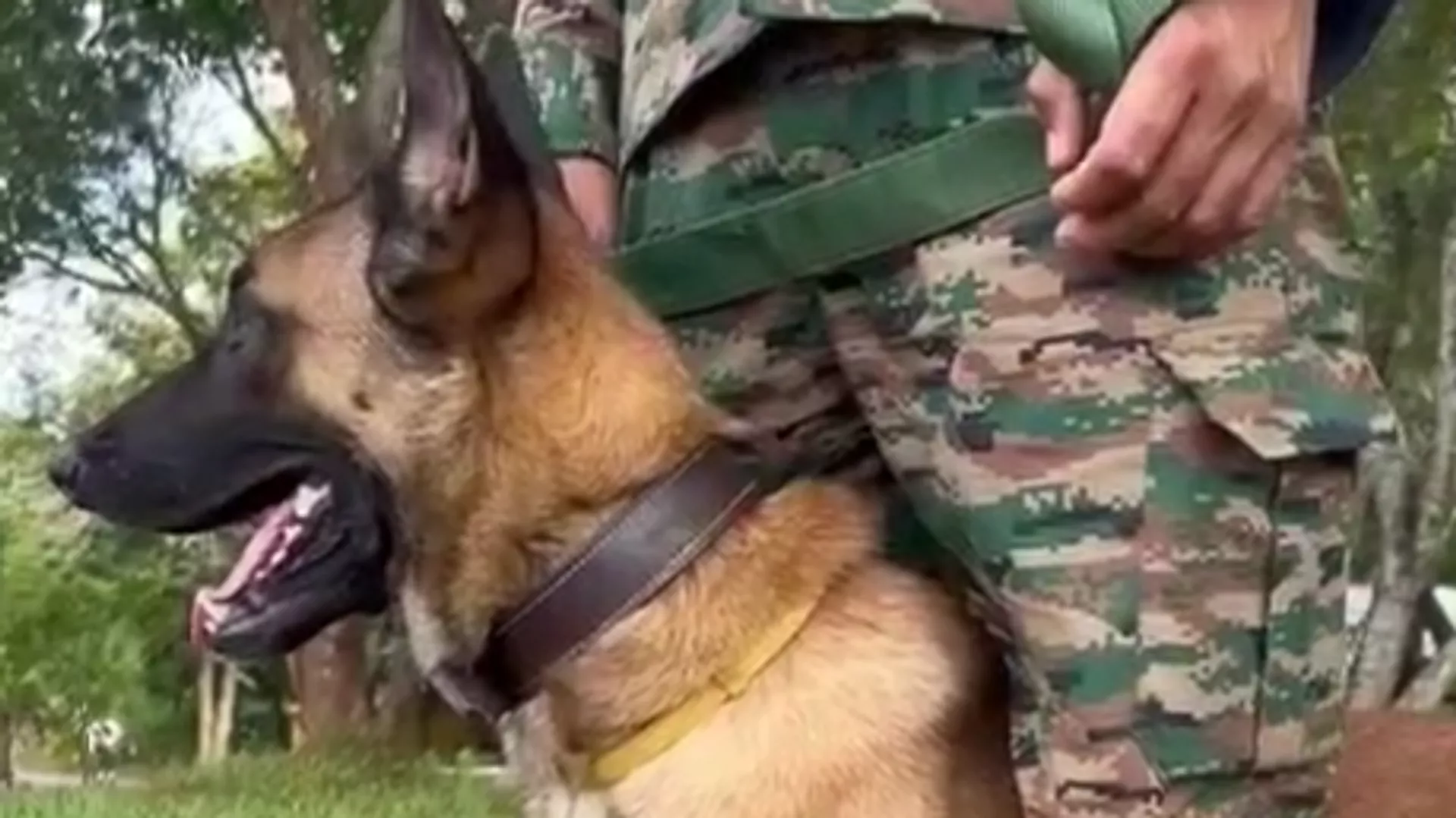 K9 warriors participating in Mitra Shakti 2024