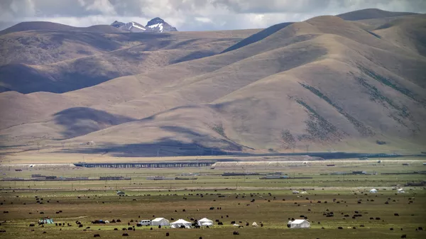 Yaks graze around tents set up for herders to live in the during the summer grazing season on grasslands near Lhasa in western China's Tibet Autonomous Region, as seen during a rare government-led tour of the region for foreign journalists, Wednesday, June 2, 2021. - Sputnik भारत