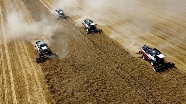 Combine harvesters from the Rostselmash enterprise are harvesting wheat at the Demetra peasant farm in the village of Bolshaya Neklinovka in the Rostov Region. - Sputnik India