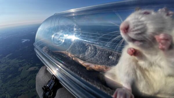 Russian Scientists Sent Rats with Neuroimplants to the Stratosphere - Sputnik भारत