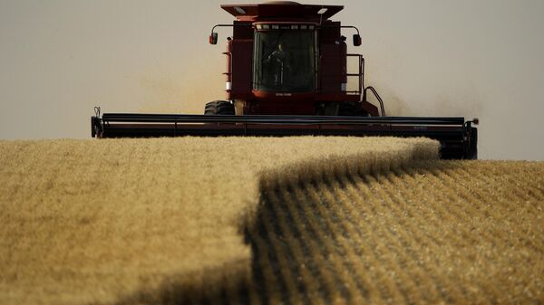 Winter wheat is harvested in a field farmed by Dalton and Carson North near McCracken, Kan. - Sputnik भारत