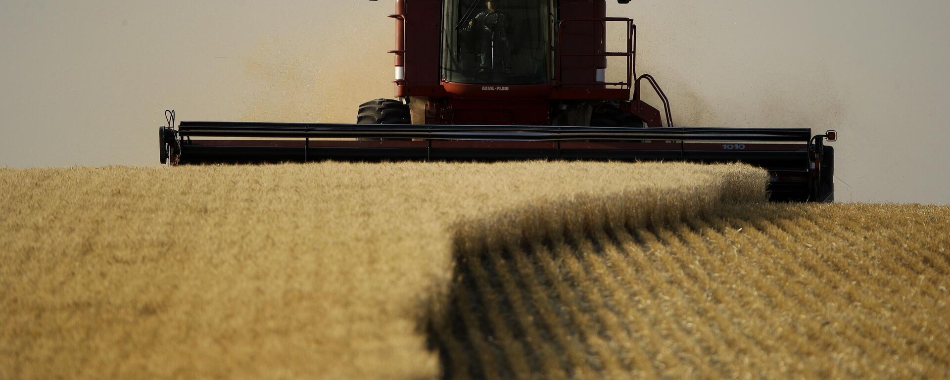 Winter wheat is harvested in a field farmed by Dalton and Carson North near McCracken, Kan. - Sputnik भारत, 1920, 21.07.2025