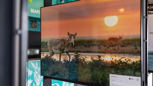 100 captivating photos launch International Wildlife Festival in Russia's Primorye. - Sputnik India
