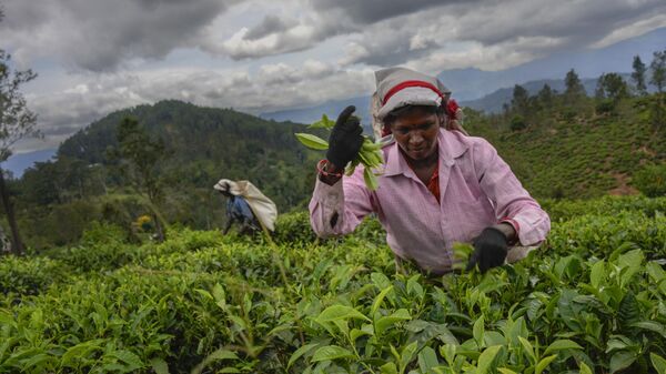 A woman tea plantation worker plucks tea leaves at an estate in Badulla, Sri Lanka, Tuesday, Sept. 10, 2024. - Sputnik India