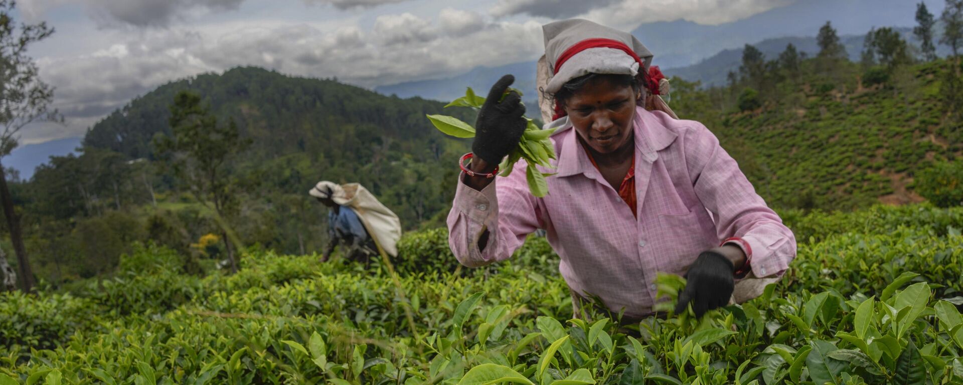 A woman tea plantation worker plucks tea leaves at an estate in Badulla, Sri Lanka, Tuesday, Sept. 10, 2024. - Sputnik India, 1920, 14.09.2025