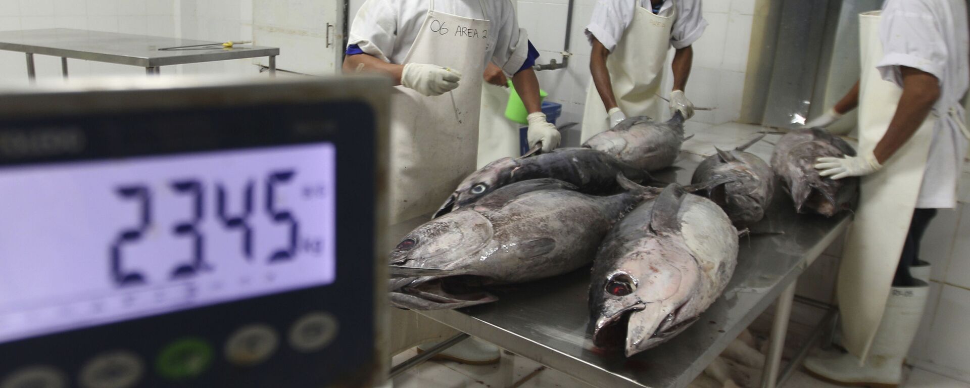 Tuna fish are checked in at a fishery - Sputnik India, 1920, 19.09.2025