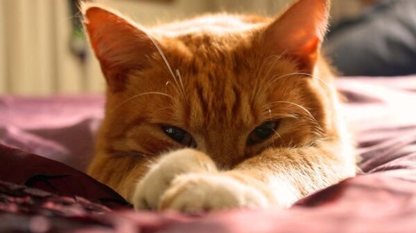 cat - Sputnik India