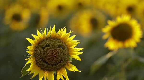 A smiley face is seen on a sunflower in a sunflower field Wednesday, Sept. 7, 2016, in Lawrence, Kan. The 40-acre field, planted annually by the Grinter family, draws thousands during the weeklong late summer blossoming of the flowers. - Sputnik India