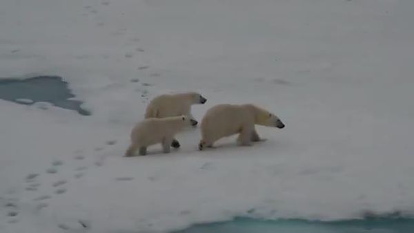🐻‍❄️🇷🇺एक माँ पोलर भालू अपने बच्चों के साथ रूसी ड्रिफ्टिंग स्टेशन नॉर्थ पोल-42 के पास आए - Sputnik भारत