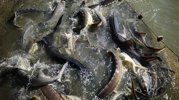 A view shows fish in one of the ponds during the spring classification of sturgeon broodstock at the Grivensky sturgeon hatchery in Krasnodar Region, Russia.  - Sputnik India