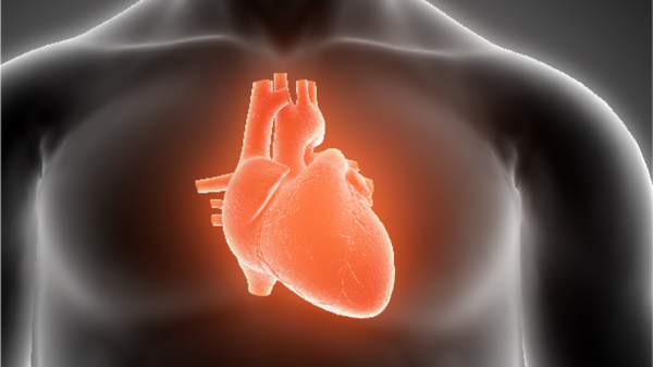 Heart Diseases  - Sputnik भारत