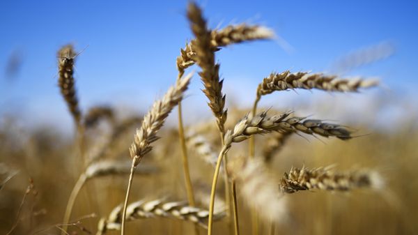 Wheat - Sputnik भारत