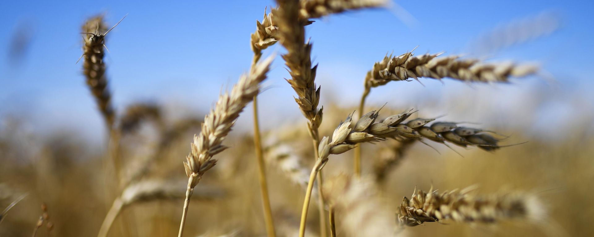 Wheat - Sputnik भारत, 1920, 10.08.2026