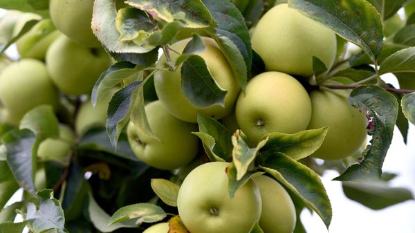Apples - Sputnik भारत