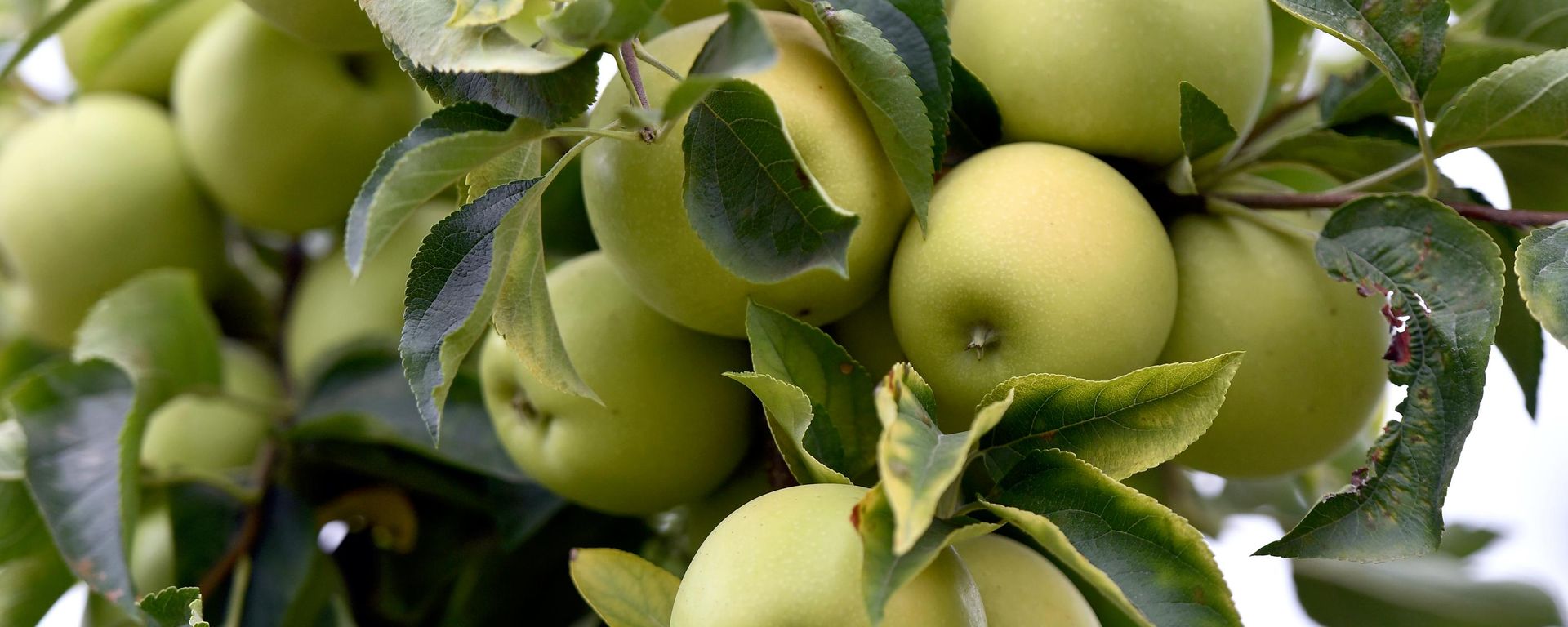 Apples - Sputnik भारत, 1920, 25.08.2026